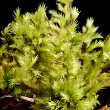 Attēlu rezultāti vaicājumam “Tomentypnum nitens”