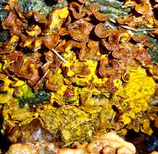 Attēlu rezultāti vaicājumam “Badhamia dubia spores”