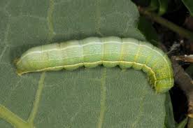 Attēlu rezultāti vaicājumam “Orthosia incerta”