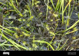 Attēlu rezultāti vaicājumam “Drepanocladus polygamus”