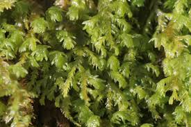 Attēlu rezultāti vaicājumam “Anomodon attenuatus”