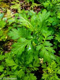 Attēlu rezultāti vaicājumam “Artemisia vulgaris”