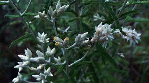 Attēlu rezultāti vaicājumam “Gnaphalium sylvaticum flower”