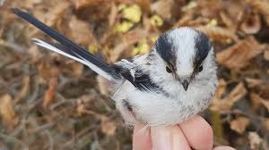 Attēlu rezultāti vaicājumam “Aegithalos caudatus adult”