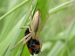 Attēlu rezultāti vaicājumam “Tibellus oblongus”