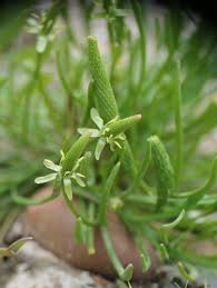 Attēlu rezultāti vaicājumam “Myosurus minimus flower”