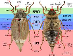 Attēlu rezultāti vaicājumam “Melolontha melolontha imago”