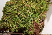 Attēlu rezultāti vaicājumam “Hypnum cupressiforme sporophyte”