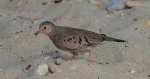 Attēlu rezultāti vaicājumam “Columbiformes”