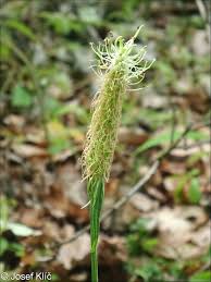 Attēlu rezultāti vaicājumam “Phyteuma spicatum fruit”