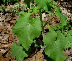 Image result for Lunaria annua