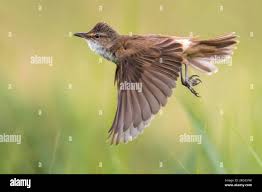 Attēlu rezultāti vaicājumam “Acrocephalus arundinaceus”