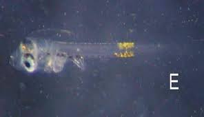 Image result for Petrus rupestris