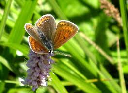 Attēlu rezultāti vaicājumam “Lycaena hippothoe underside”