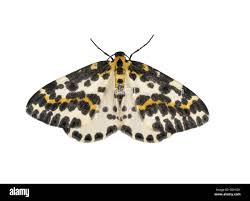 Attēlu rezultāti vaicājumam “Abraxas grossulariata imago”