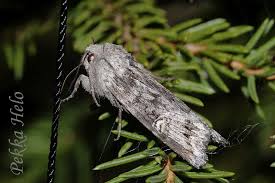 Attēlu rezultāti vaicājumam “Lithomoia solidaginis”