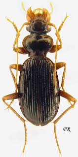 Attēlu rezultāti vaicājumam “Leistus ferrugineus”