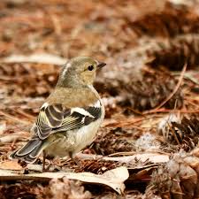 Attēlu rezultāti vaicājumam “Fringilla coelebs female”
