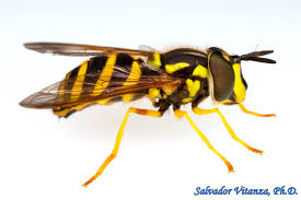 Attēlu rezultāti vaicājumam “Syrphidae”