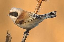 Attēlu rezultāti vaicājumam “Remiz pendulinus adult”