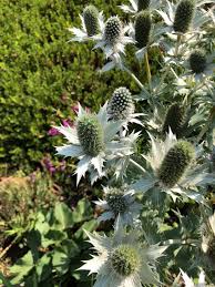 Attēlu rezultāti vaicājumam “Eryngium maritimum leaf”