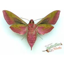 Attēlu rezultāti vaicājumam “Deilephila elpenor”