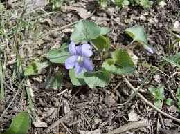 Attēlu rezultāti vaicājumam “Viola odorata bud”