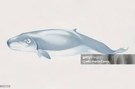 Image result for Kogia breviceps