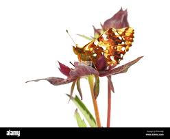 Attēlu rezultāti vaicājumam “Boloria aquilonaris underside”