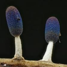 Attēlu rezultāti vaicājumam “Diachea leucopodia young”