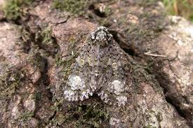 Attēlu rezultāti vaicājumam “Craniophora ligustri larva”