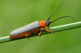 Attēlu rezultāti vaicājumam “Oberea oculata”