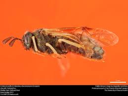 Attēlu rezultāti vaicājumam “Cimbicidae”