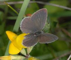 Attēlu rezultāti vaicājumam “Cupido minimus female”