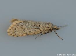 Attēlu rezultāti vaicājumam “Chimabachidae”