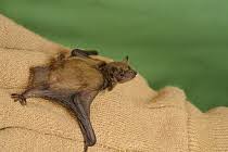 Attēlu rezultāti vaicājumam “Pipistrellus nathusii”