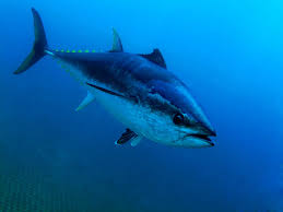 Image result for giant tuna