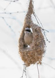 Attēlu rezultāti vaicājumam “Remiz pendulinus nest”