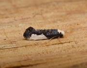 Attēlu rezultāti vaicājumam “Monopis monachella”