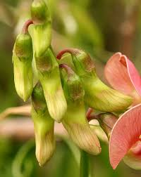 Attēlu rezultāti vaicājumam “Lathyrus sylvestris leaf”