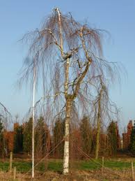 Attēlu rezultāti vaicājumam “Betula pendula Youngii”