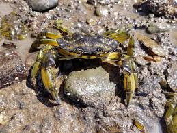 Image result for Carcinus maenas