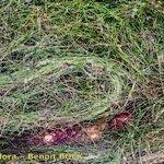 Attēlu rezultāti vaicājumam “Potamogeton rutilus”