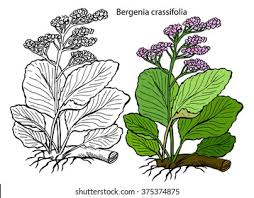 Attēlu rezultāti vaicājumam “Bergenia crassifolia”