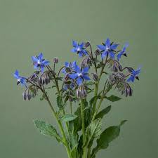 Attēlu rezultāti vaicājumam “Borago officinalis leaf”