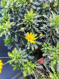 Attēlu rezultāti vaicājumam “Anthemis tinctoria flower”