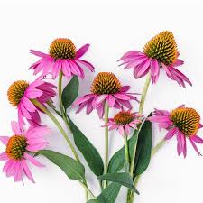 Image result for Echinacea angustifolia