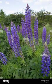 Image result for Lupinen