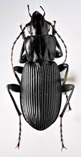 Attēlu rezultāti vaicājumam “Pterostichus niger”