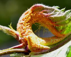 Attēlu rezultāti vaicājumam “Puccinia urticata”